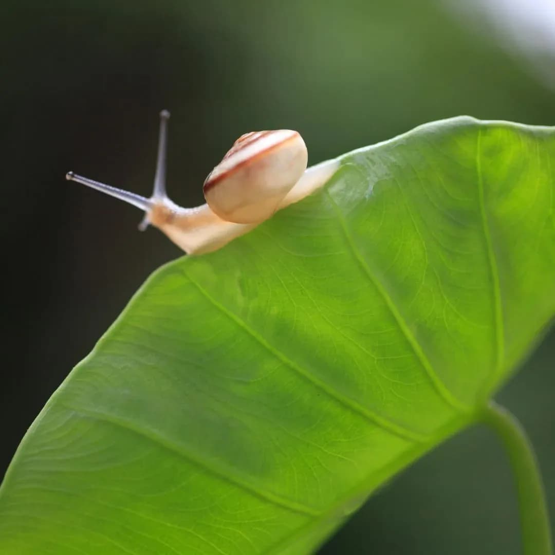 Why is the snail so slow?