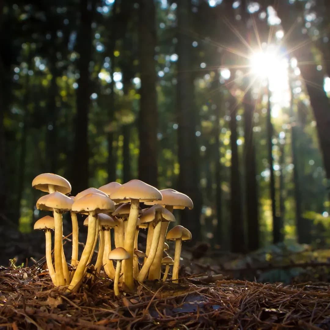 3 úžasnosti ze světa hub, nad kterými ti zůstane rozum stát