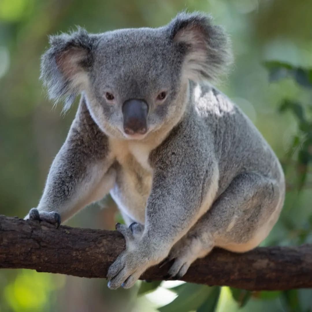 Why koalas climb the trees together?