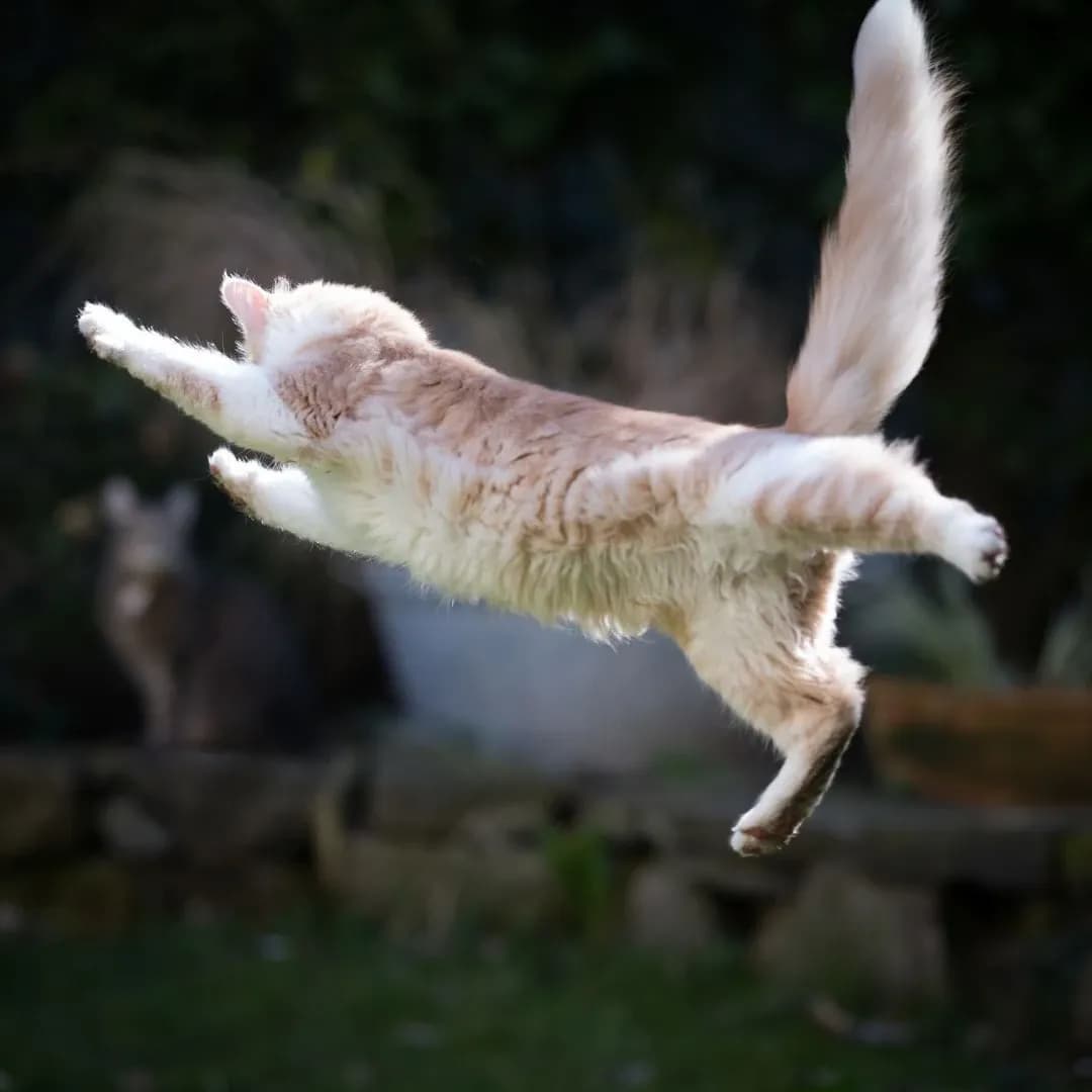 Jak je možné, že kočka přistane na všech čtyřech?